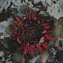 Protest The Hero – Kezia